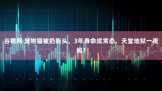 谷锦网 宠物猫被扔街头，3年寿命成常态，天堂地狱一夜间？